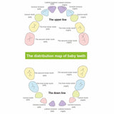 Wooden Kids Tooth Storage Box - Etrendpro